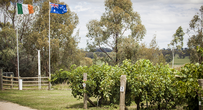 Grove Estate Cellar Door